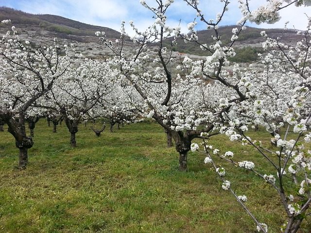 Cerezos en Flor